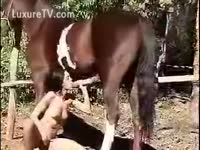 Naked slut on a zoo farm sex